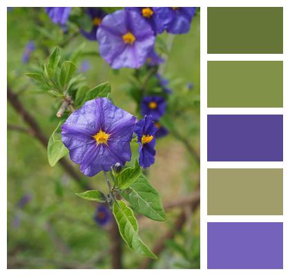 Blossoms Purple Gentian Bush Image